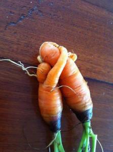 carrot love